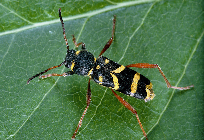 Beetle, Clytus arietis, mimicking warning colours The beetle Clytus arietis with warning colours. This leaf beetle is quite harmless, but mimics the colours of a wasp. The bright yellow and black body of Clytus makes it deliberately conspicuous to its predators. Poisonous or toxic animals display warning  aposematic  colours to indicate that if attacked, they will strike back in some way. By mimicking these warning colours, Clytus arietis acquires protection by resembling another insect more dangerous than itself.