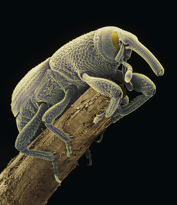 Coloured SEM of a grain weevil, Sitophilus Grain weevil. Coloured scanning electron micro  graph  SEM  of a grain weevil Sitophilus granarius on a plant stem. This beetle infests and damages stored grain. The head is at upper right with a compound eye seen. There is an elongated snout, called a rostrum, which has blade like mandibles at its tip. The rostrum bores through the fibrous coat of a wheat grain and the mandibles chew and crush the kernel. Female weevils insert their eggs in cavities dug in the kernel, ensuring a food supply for the larvae. Fumigants are used on the weevil if stored grain infestations occur. Magnification: x9 at 6x7cm size.