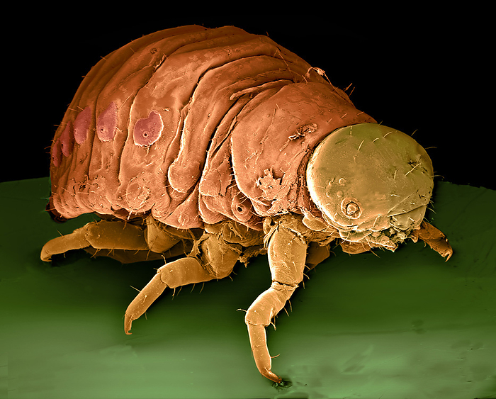 Colorado potato beetle Colorado potato beetle. Coloured scanning electron micrograph  SEM  of the larva of a Colorado potato beetle  Leptinotarsa decemlineata . This agricultural pest hatches from an egg laid on the underside of a potato leaf, and begins to feed. Once fully grown after 2 3 weeks, it burrows into the soil and transforms into a pupa which survives the winter. The adult beetle emerges in the spring to feed on newly sprouted potato plants before female beetles lay more eggs. Magnification unknown.