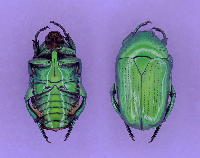 Scarab beetle Scarab beetle. Composite image of a scarab beetle  family Scarabaeidae , seen from above  right  and upside down. The modified forewings  elytra, striped, upper to lower right  form a tough casing that folds over the membranous hind wings  not seen  when the beetle is at rest. The second and third pairs of legs and the rear end of the abdomen  lower left  bear long bristles  brown , which may have a sensory function. The scarab beetle family is one of the largest families of insects. It contains two groups  the dung beetles, which bury their eggs in large balls of dung, and the chafers, which feed on plants.