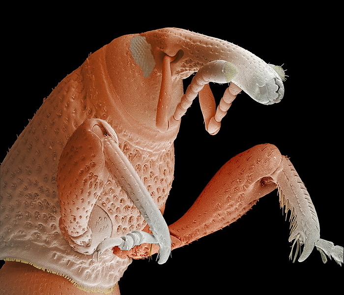 Grain weevil Grain weevil. Coloured scanning electron micrograph of the thorax and head of a grain weevil  Sitophilus granarius . This beetle infests and damages stored grain, using the mandibles at the end of its elongated snout, or rostrum, to cut through the shell of a wheat grain and gain access to the food within. Females lay their eggs inside wheat grains, in order that their larvae can have a food supply. It can be controlled using fumigants. Magnification: x42 when printed 10 centimetres wide.