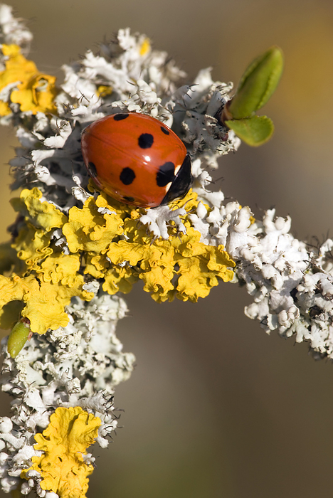 Seven spot ladybird on lichen Seven spot ladybird  Coccinella septempunctata  on yellow  Xanthoria parietina  and grey  Physcia adscendens  lichens. This beetle feeds on aphids. It is native to Europe and has been introduced to north America as a biological pest control agent.
