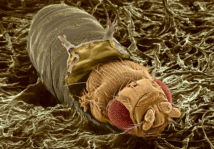 Adult fruit fly hatching, SEM Fruit fly hatching. Coloured scanning electron micrograph  SEM  of an imago  adult  of the fruit fly Drosophila melanogaster  wild type, Oregon R , at eclosion  hatching . The imago bursts out of its pupa using an inflatable sac  ptilinum , a lip shaped ridge in the middle of its head. This sac is pumped up with blood, which causes the case to split. It is withdrawn permanently into the head after hatching. Two large compound eyes  red  are seen, with three simple eyes  ocelli, red  between them. Spiracles, or breathing tubes, are seen on the peeled up edge of the pupa. Magnification: x36 when printed 10cm wide.