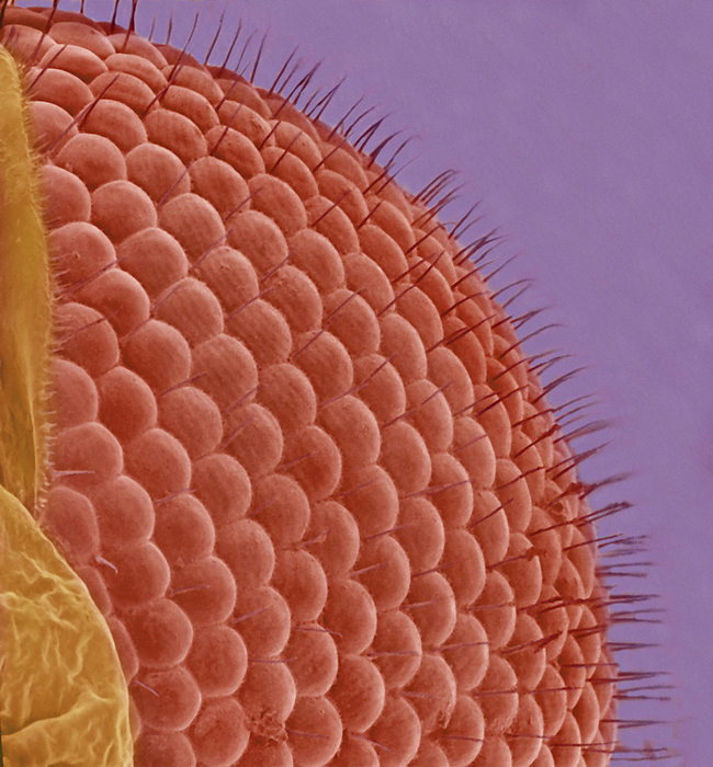 Fly eye, SEM Fly eye, coloured scanning electron micrograph  SEM . Flies have eyes made up of hundreds of individual ommatidia  rounded , each of which detects light from a different region. This gives the fly poor image resolution but excellent motion detection. Short hairs called interommatidial bristles protrude from between the ommatidia. Magnification: x1200 when printed 10cm wide.