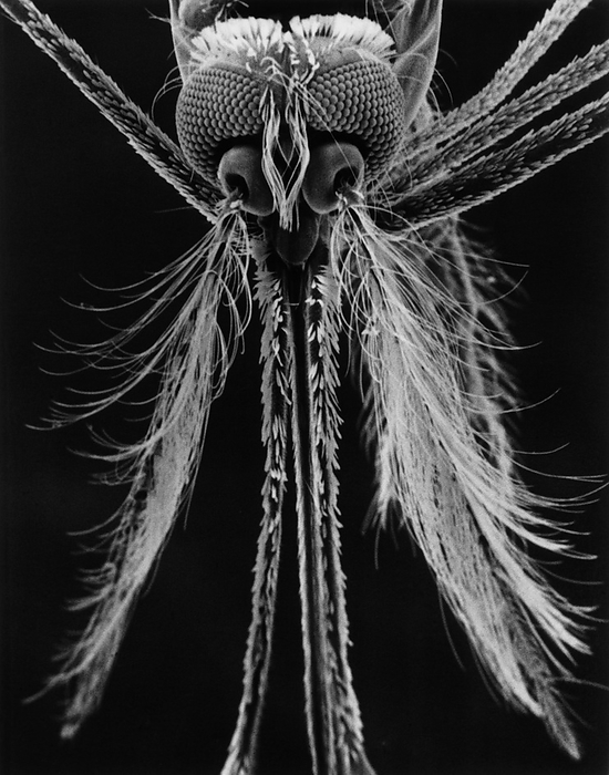 Mosquito head Scanning electron micrograph  SEM  of the head of the male mosquito Anopheles gambiae, showing its compound eyes   bushy antennae. The females of this species are responsible for the transmission of the parasite that causes malaria. Magnification: x130 at 8x10 inch size.