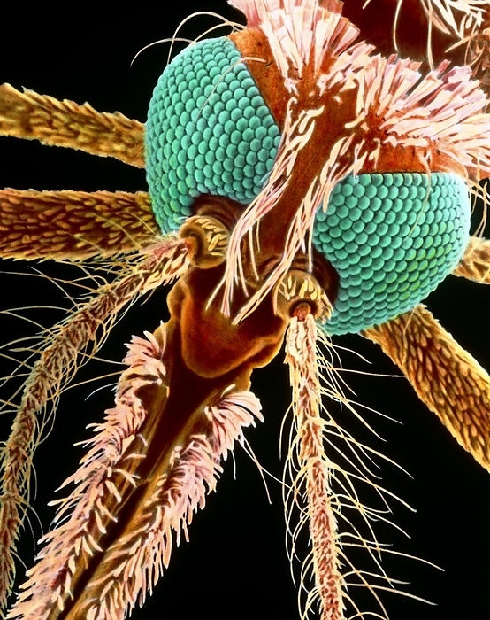Colour SEM of a female malaria mosquito s head Malaria mosquito. Coloured scanning electron micrograph  SEM  of the head of a female mosquito Anopheles gambiae. The females of this species are carriers of the malaria parasite, Plasmodium sp. The female is distinguished from the male of the species by the relative sparseness of the bristles on her antennae. These are seen just below the compound eyes which are coloured green here. The probosis  front of image  contains the piercing and sucking instruments enclosed in a sheath which are used when the female takes a blood meal. It is at this point that the malaria parasite is injected into the bloodstream of humans. Magnification: x77 at 6x7cm size. magnification: x264 at 8x10 inch size.