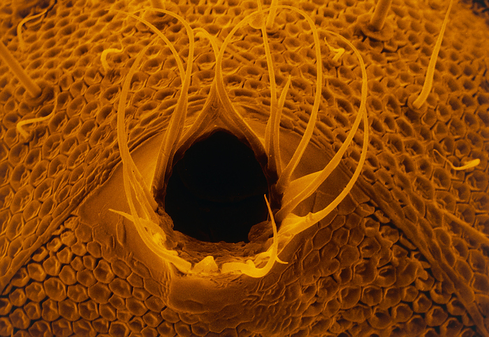 SEM of anal end of black garden ant Scanning electron micrograph  SEM , tinted orange, of the gaster, or anal end, of a black garden ant  Lasius niger , where a jet of formic acid is expelled as a defense against potential attackers. The fringe of hairs surrounding the hole is characteristic of the black ant. This species lives under flat stones at the edges of lawns   paths, feeding on caterpillars, earwigs, woodlice   other ants. It has a close relationship with Aphis fabae, the broad bean aphid, which it milks for a drop of honeydew for additional nourishment. In return the ant protects the aphid by removing nearby eggs of predators such as ladybirds   lace  wings. Magnification: X 145 at 35mm size. Original is BW print Z345 054