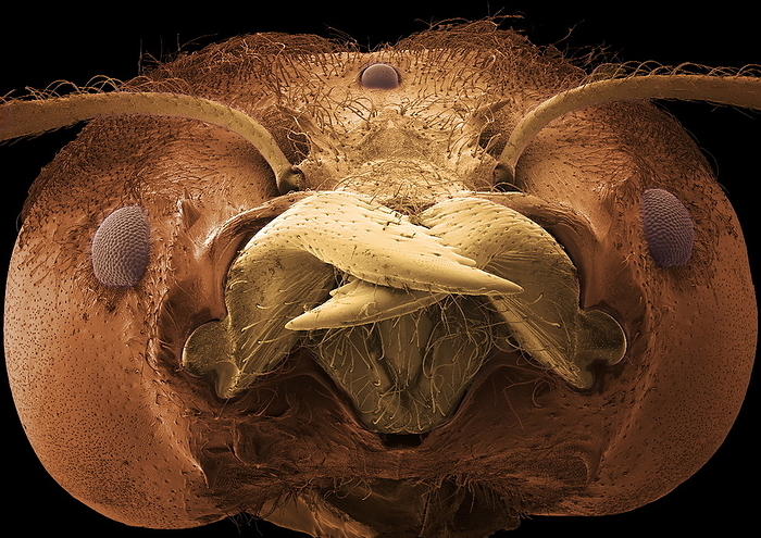 Soldier ant jaws, SEM Soldier ant jaws. Coloured scanning electron micrograph  SEM  of the head of a leaf cutter ant  Atta sexdens . This is a soldier ant, which is an ant that is adapted to its role of defending the ant colony from attack. It has these powerful jaws that can inflict painful bites and kill animals its own size. The compound eyes are seen at right and left, with the two sensory antennae attached to the head above the jaws, and branching out over the eyes. One of the simple eyes  ocelli  is at top centre. Leaf cutter ants cut plant leaves and use them to cultivate the fungus that is the colony s food source. Magnification: x8.5 when printed 10cm wide.