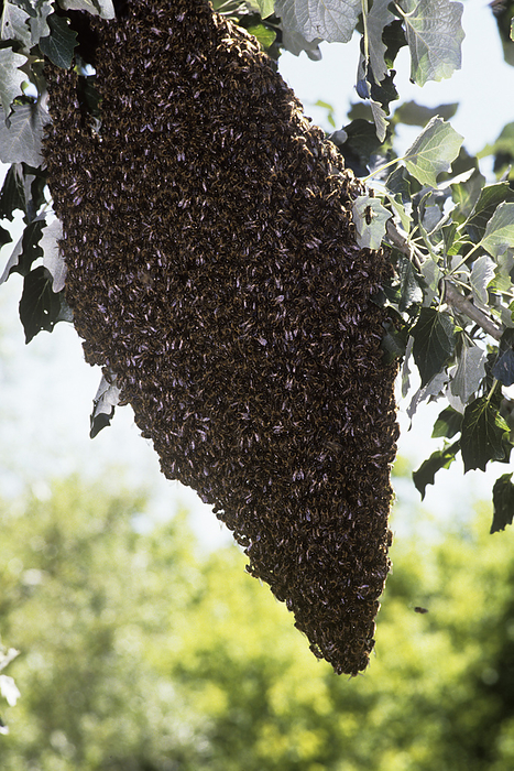 Honey bee swarm Honey bee swarm in a tree. Honey bees  Apis mellifera  originated in southern Asia, but they have now been introduced throughout the world. They are highly social insects. Swarms such as this one are largely made up of worker bees, which construct the hive, feed the larvae and defend the hive against any enemies. Honey bees are kept for their honey, a rich sugar solution used to feed their young.