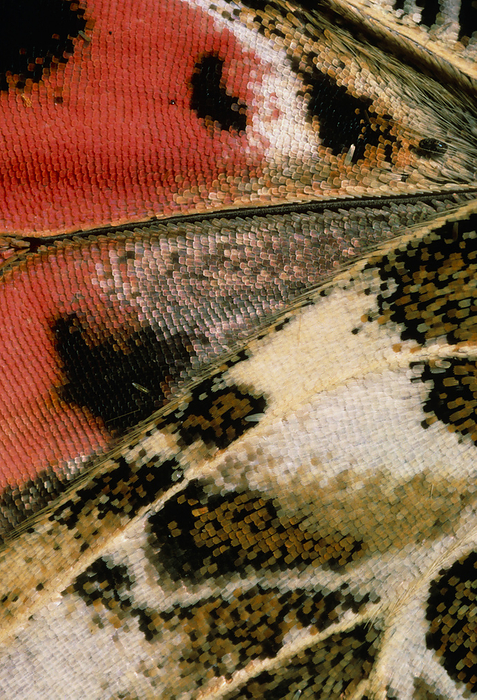 Macrophotograph of wing of painted lady butterfly Butterfly wing. Macrophotograph of the wing of a painted lady butterfly, Vanessa cardui. The small overlapping scales that produce the colouration and patterning on the wing are flattened hairs. This reddish orange species is found everywhere but South America thanks to its powerful migratory urge. Every year painted ladies cross the Mediterranean Sea from Africa to Europe in order to breed, sometimes arriving in enormous numbers. Magnification: x6 at 5x7cm size. x3 at 35mm