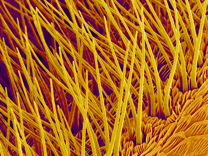 Sensory hairs on a moth antenna, SEM Sensory hairs on the antenna of a moth, coloured scanning electron micrograph  SEM . The hairs are used to detect touch and vibrations. Moth antennae are also used to detect pheromones and to locate food sources. Magnification: x1100 when printed 10cm wide.
