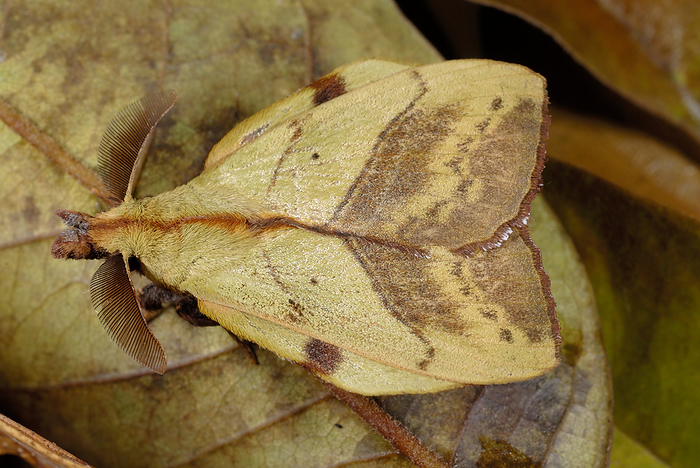 Leaf mimic moth Leaf mimic moth camouflaged against a leaf in a tropical rainforest. Photographed in Danum Valley Conservation Area, Malaysian Borneo.