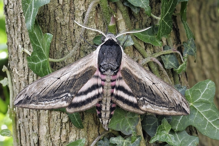Privet hawkmoth Privet hawkmoth  Sphinx ligustri , resting on the bark of a lilac tree  Syringa sp.  with ivy  Hedera sp. . This moth is nocturnal and lives in natural shrubland and parks and gardens. The larvae  caterpillars  feed on various shrubs, including privet. Photographed in Kent, UK, in July.