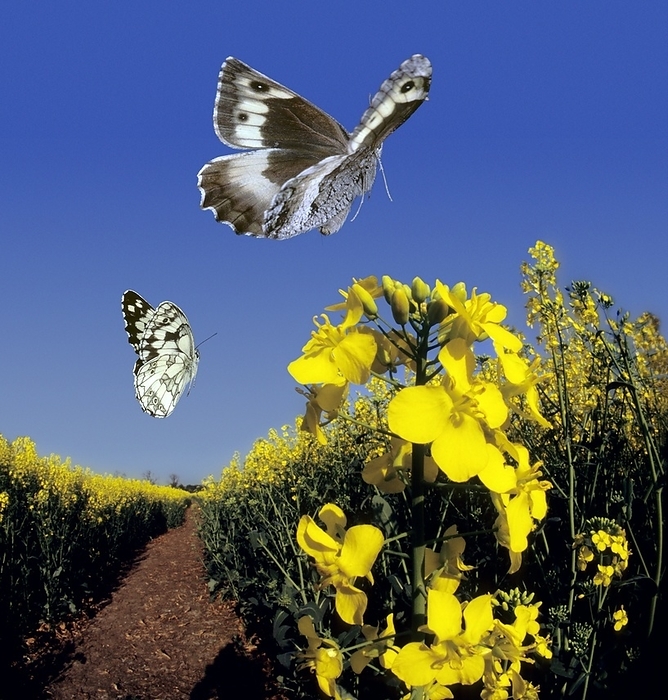 Butterflies in flight, high speed image Butterflies in flight. Composite high speed image of a marbled white butterfly  Melanargia galathea, lower left  and a great banded grayling butterfly  Brintesia circe, top  flying over oilseed rape flowers  Brassica napus .