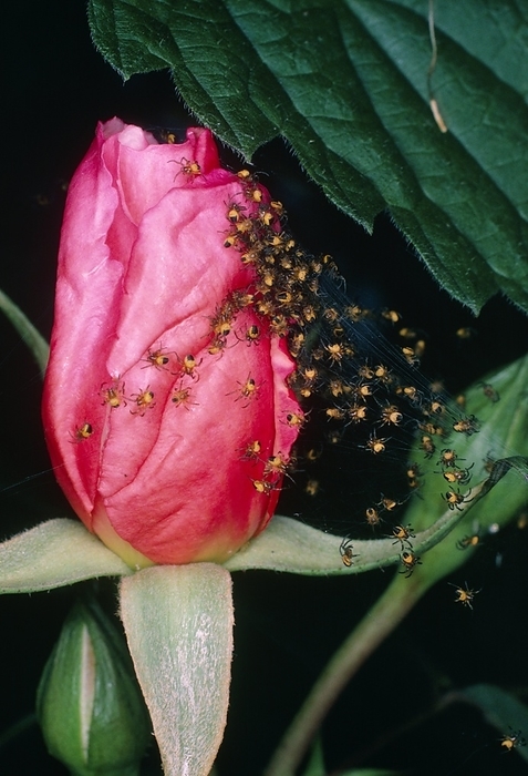 Baby spiders on a rose bud Group of baby spiders on a rose bud. The spiderlings are day old common garden spiders, Araneus diadematus.