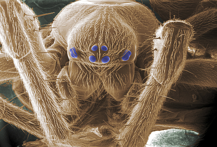 Spider s head, ESEM Spider s head. Coloured environmental scanning electron micrograph  ESEM  of simple eyes  ocelli, blue  on a spider s head. The spider s legs, mouthparts and jaws are also seen. The arrangement of eyes differs widely between spiders, but in general they have eight eyes: several large ocelli for vision, and several smaller ones to increase sensitivity to light levels. Ocelli cannot focus or see in colour, but are very good at detecting differences in light intensity. A spider s main sensory apparatus is the system of sensory bristles  setae  covering its body.