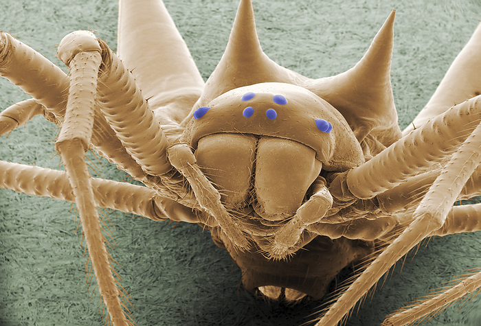 Spider, ESEM Spider. Coloured environmental scanning electron micrograph  ESEM  of simple eyes  ocelli, blue  on a spider s head. The spider s legs, mouthparts and jaws are also seen. The arrangement of eyes differs widely between spiders, but in general they have eight eyes: several large ocelli for vision, and several smaller ones to increase sensitivity to light levels. Ocelli cannot focus or see in colour, but are very good at detecting differences in light intensity. A spider s main sensory apparatus is the system of sensory bristles  setae  covering its body.