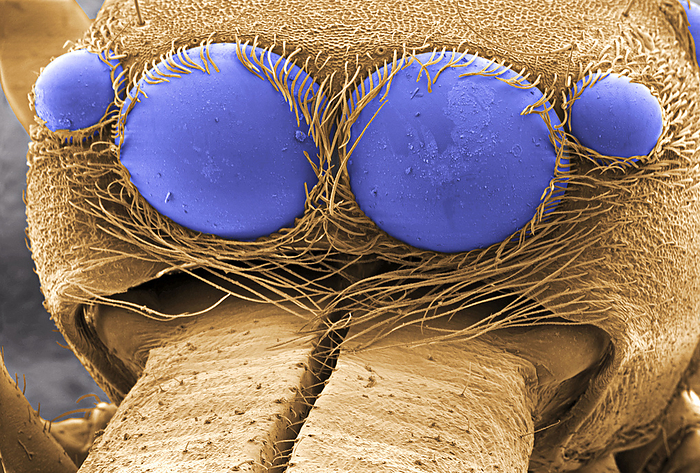 Spider s eyes, ESEM Spider s eyes. Coloured environmental scanning electron micrograph  ESEM  of simple eyes  ocelli, blue  on a spider s head. The arrangement of eyes differs widely between spiders, but in general they have eight eyes: several large ocelli for vision, and several smaller ones to increase sensitivity to light levels. Ocelli cannot focus or see in colour, but are very good at detecting differences in light intensity. A spider s main sensory apparatus is the system of sensory bristles  setae  covering its body. This spider s jaws are partially seen at lower centre.