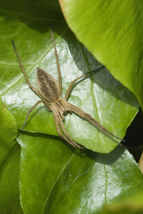 Nursery web spider Nursery web spider  Pisaura mirabilis . This spider inhabits grassland, woodland and hedgerows. It is found throughout the UK and northern Europe, although it is rare in Scotland. The female carries her eggs in a sac beneath her abdomen. This sac is deposited on a leaf where she spins a nursery web around it for protection. The female guards the sac until the young emerge.