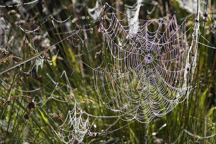 Orb weaver spider webs Orb weaver spider webs  Araneus diadematus  covered in water droplets. Photographed at sunrise, on the River Taw flood plain, Devon, UK.