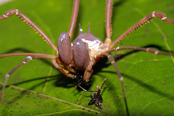 Harvestman feeding on a cricket Harvestman  order Opiliones  with large chelicerae  mouthparts  feeding on a cricket. Photographed in the Yasuni National Park, Amazon rainforest, Ecuador.