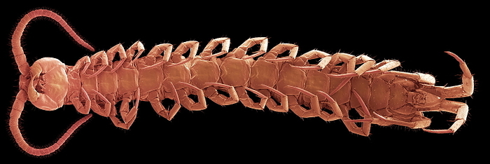 Centipede underside, SEM Centipede. Coloured scanning electron micrograph  SEM  of the underside of a centipede. Centipedes  class Chilopoda  are arthropods with elongated bodies and one pair of legs per segment. The head is at left, with two branching antennae that are sensory structures. Centipedes are swift nocturnal predators that kill their prey using powerful venom administered from forelegs that have been modified to function as fangs  left, between the antennae . They feed on worms and insects, though the larger  tropical  ones  up to 30 centimetres long  hunt small birds, lizards and mammals. Magnification: x7 when printed 10cm wide.