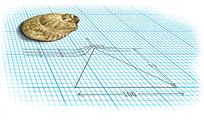 Limpet design Limpet design. Artwork of an ideal design for a limpet shell with an owl limpet  Lottia gigantea, upper left . The diagram on the graph paper shows a perfect design where the peak is over the centre of the base and at a height that is 53 percent of the base width. This design would minimize the drag and lift caused by waves threatening to dislodge the limpet from rocks in its coastal environment. In reality, the owl limpet is squat with a markedly off centre peak. It is thought that this shape allows it to push other limpets off its territory. The crucial factor that decides whether a limpet is washed off or not, is thought to be how tightly it can glue itself to its rock.
