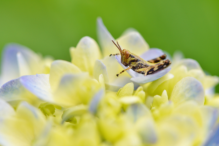 Midori ku, Sagamihara shi, Kanagawa Butterbur Grasshopper Butterbur grasshopper resting on a hydrangea flower