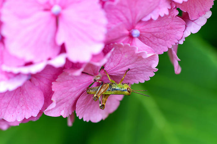 Butterbur Grasshopper, Kanagawa Butterbur grasshopper on hydrangea flower