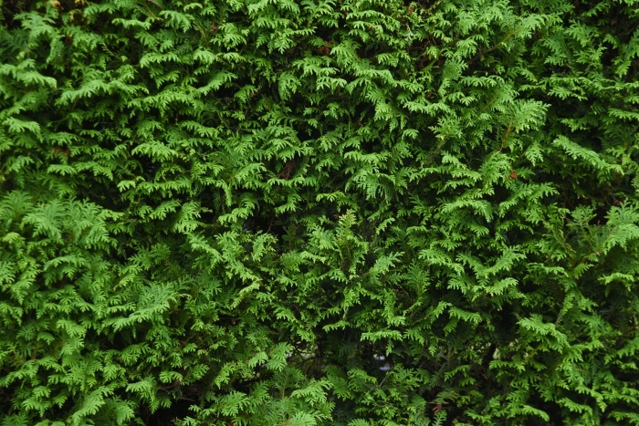 Hedges of the genus Byakushin