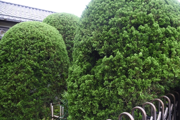 A hedge of the genus Byakushin