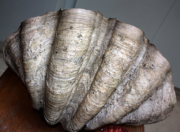 The Mollusc shell is typically an exoskeleton which encloses the animal in the Mollusca, which includes snails, clams, tusk shells and several other classes.  The shells in some mollusc show in bands e.g. seasons, tides, bad winters and pollution.