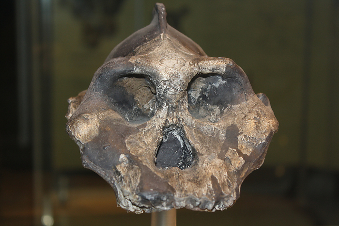 Evolutionary offshoot.  This prominent ridge along the top of the skull of Paranthropus aethiopicus was for anchoring its strong jaw muscles.  A heavy jaw and big teeth probably enabled it to chew tough, woody plants.  Living in Kenya between 2.3-2.7 million years ago, it may have been an ancestor of the robust australopithecines.  These creatures were an evolutionary offshoot that probably died out due to environmental change or competition by the newly evolving human species.