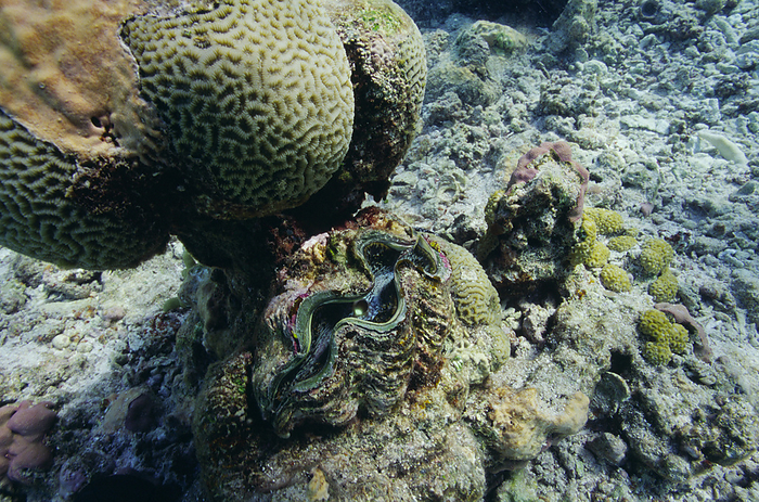 Giant clam Giant clam  Tridacna sp. . This is the largest living bivalve mollusc, the shells of mature individuals reaching 1.5 metres in length. The giant clam can filter microscopic plants and animals from the water, but it obtains most of its food from photosynthetic symbiotic algae which live in its tissues. Photographed in the Indian Ocean.
