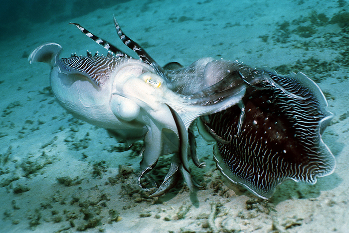 Broadclub cuttlefish Broadclub cuttlefish  Sepia latimanus . Pair of males fighting. This cuttlefish feeds on crustaceans and small fish. It changes colour according to its surroundings by dilating or contracting pigment cells called chromatophores. During the breeding season, a male cuttlefish establishes a territory where the female lays her eggs, which he defends aggressively. Photographed in Borneo, Indonesia.