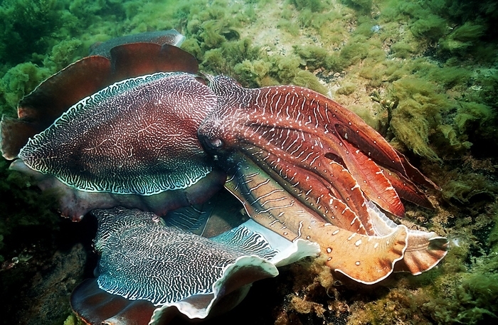 Giant cuttlefish males fighting Giant cuttlefish  Sepia apama  males fighting. The giant cuttlefish is native to southern Australia and it is the world s largest cuttlefish species. Males change the colour of their skin to impress the females by dilating or contracting pigment cells called chromatophores. Photographed in the Spencer Gulf, Whyalla, Australia.