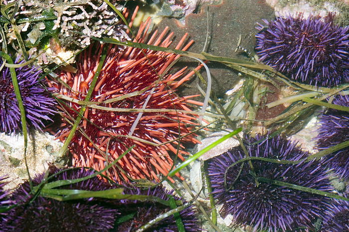 Red sea urchin Red sea urchin  Strongylocentrotus franciscanus  amongst purple sea urchins  Strongylocentrotus purpuratus  in a tide pool at low tide. Sea urchins feed mainly on algae, but will also eat invertebrates such as mussels, sponges and brittle stars. Photographed at Tongue Point, in Washington, USA.
