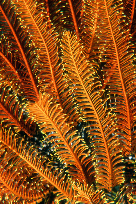 Featherstar  Comantheria briareus  Featherstar arms. Close up of the arms of the featherstar Comantheria briareus. Featherstars, or crinoids, are primitive echinoderms, relatives of starfish and sea urchins. They feed by filtering food particles from the water using their feathery arms, the hairs of which pass them to a central mouth. Crinoids first appeared during the Ordovician era, between around 488 and 443 million years ago, and they have changed little since. They are found in many seas and oceans, from shallow waters down to the deepest parts of the oceans. Photographed off Sulawesi, Indonesia.