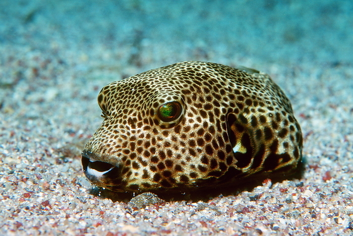 Starry pufferfish Starry pufferfish  Arothron stellatus  on the seabed. The body of this pufferfish contains the deadly poison tetrodotoxin  TTX , one of the most lethal poisons known. Photographed in the Red Sea, Egypt.