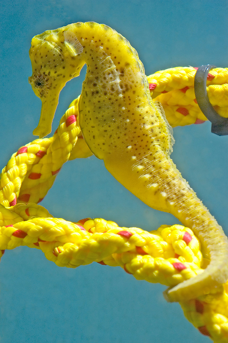 Seahorse Seahorse  Hippocampus kuda , bred in captivity at Seahorse Ireland, the world s first seahorse farm. This species is able to change colour and camouflage among surrounding structures, such as the yellow rope in the background. The seahorses are bred in large tanks with constantly circulating water and fed on a diet of plankton and algae. Seahorse Ireland supplies animals to the aquarium trade and is developing technology that enable farmers in Asia to conserve local stocks. Female seahorses produce up to 2,000 eggs, which are transferred to the male s brood pouch for fertilisation and incubation. Many species are endangered through overfishing for the aquarium and traditional Chinese medicine trade.