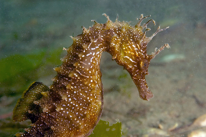 Seahorse Seahorse  Hippocampus guttulatus , swimming underwater. This species is native to UK and European coasts. It is being bred at Seahorse Ireland, the world s first seahorse farm. Large water tanks with constantly circulating water contain the seahorses, which are fed on a diet of plankton and algae. Seahorse Ireland supplies animals to the aquarium trade and is developing technology that enables farmers in far and South  East Asia to conserve local stocks. Female seahorses produce up to 2,000 eggs, which are transferred to the male s brood pouch for fertilisation and incubation. Many species are endangered through overfishing for the aquarium and traditional Chinese medicine trades.