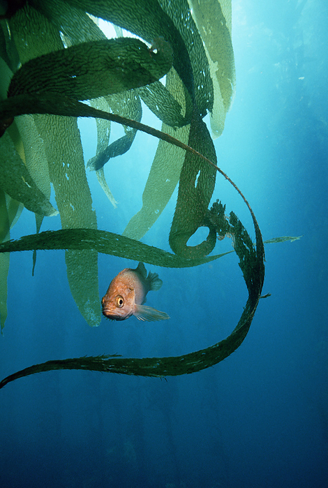 Kelpfish Kelpfish  Chironemus sp.  amongst kelp. This fish is native to coastal Australia and New Zealand.