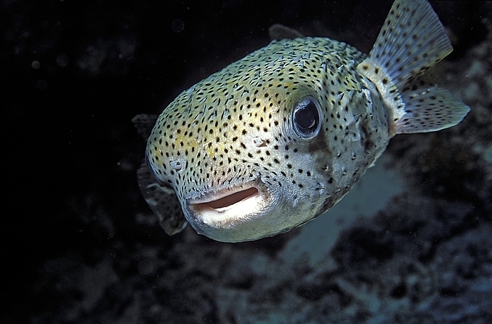 Porcupinefish Porcupinefish  Diodon hystrix . This large fish inhabits tropical and temperate waters and has a worldwide distribution. Photographed in Bonaire, Netherlands Antilles.