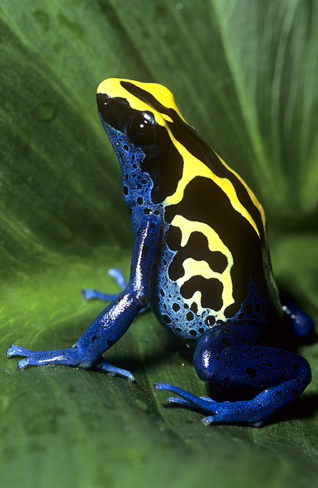 Dyeing poison frog Dyeing poison frog  Dendrobates tinctorius . This species of poison arrow frog lives in the tropical rainforests of northeastern Brazil and French Guinea. It s distinctive colouring of blue, black and yellow make it highly prized in the pet trade.