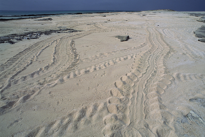 Turtle tracks Turtle tracks in sand. Photographed on New Caledonia, South Pacific.