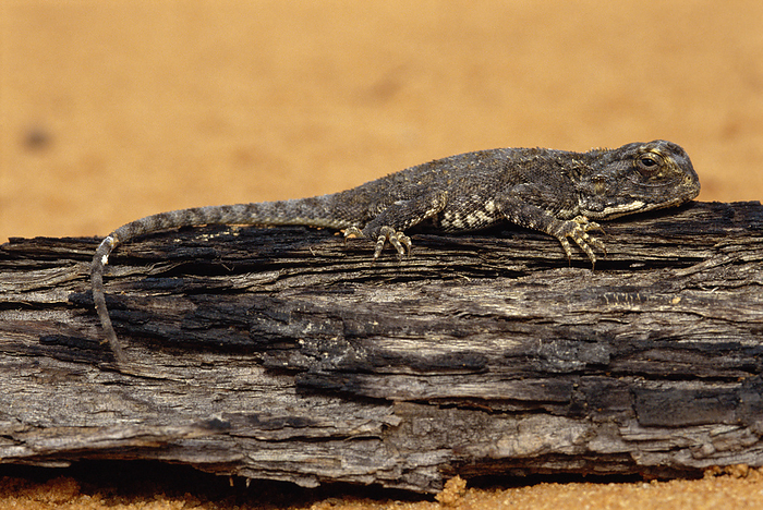 Ground agama Ground agama  Agama aculeata  camouflaged against a dead tree trunk. This solitary lizard feeds on ants. A. aculeata lives in savannah and arid areas. Photographed in Gemsbok National Park in the Kalahari Desert, South Africa.