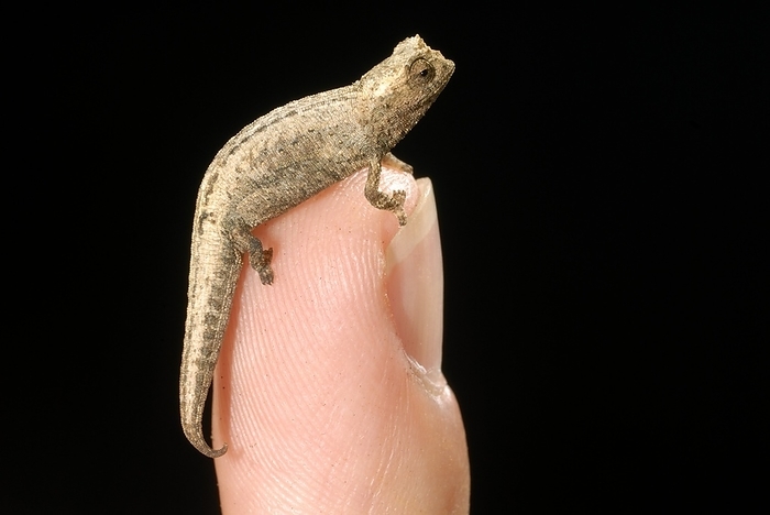 World s smallest chameleon World s smallest chameleon. Minute leaf chameleon  Brookesia minima  on a fingertip. Brookesia is a genus of diminutive chameleons that occur in north and north west Madagascar. This species of chameleon may measure up to between 28 millimetres and 33 millimetres.