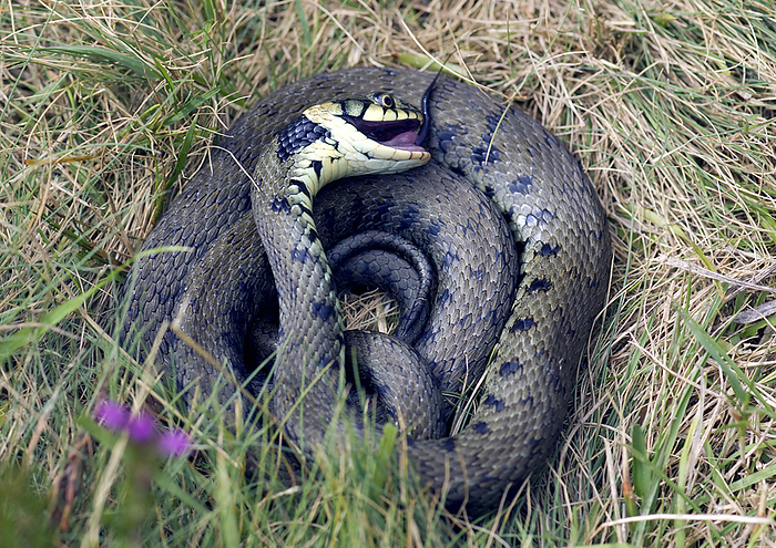 Grass snake Grass snake  Natrix natrix  feigning death. The Grass snake is not venomous. This snake is the largest reptile in Britain reaching up to 120 cm in length. Its main form of defence is to fake death when it feels threatened. Photographed in Dorset, UK.