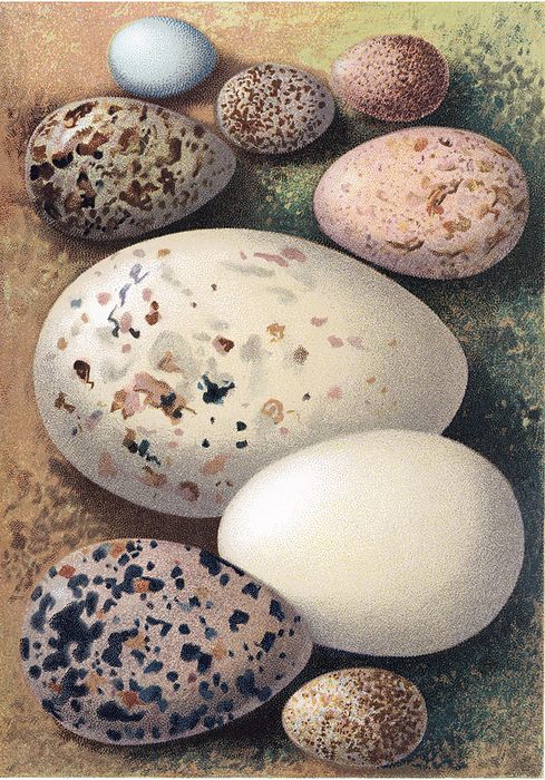 Assorted birds  eggs, historical art Birds  eggs, historical artwork. This collection shows the variation in egg colours and patterns. Such patterning is mainly for camouflage, which helps to protect the eggs from predators. The eggs here are from: pied flycatcher  blue, top left , meadow pipit  top centre , tree pipit  top right , dunlin  upper left , corncrake  or landrail, upper right , Richardson s skua  large, centre , widgeon  white, lower right , golden plover  bottom left  and skylark  bottom right .