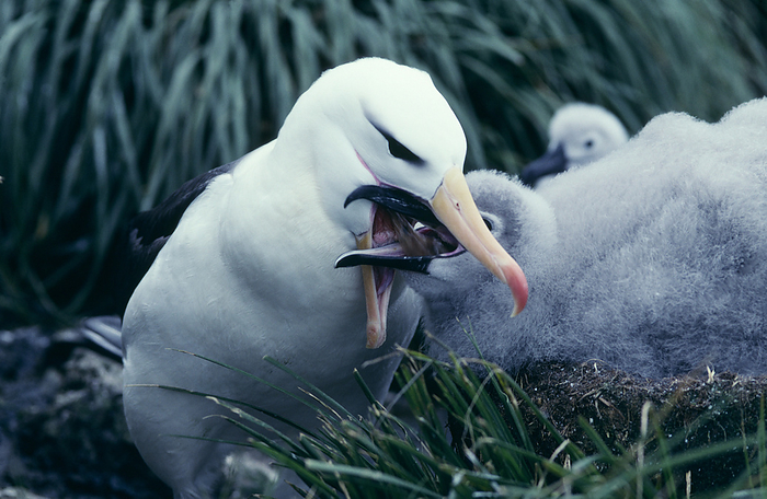 Black browed albatross feeding its chick Black browed albatross  Diomedea melanophrys  regurgitating food for its chick  grey . Breeding pairs mate for life and produce a single chick in each year. Both parents will help raise the chick in a cliff top nest. The chick is raised for about four months before it is ready to leave the nest. These albatrosses are territorial, attacking other albatrosses that come too close. They are among the smallest albatrosses and have a wingspan of around 2 metres. They soar on the winds of the southern oceans and feed on krill. Photographed on Bird Island, South Georgia, southern Atlantic Ocean.